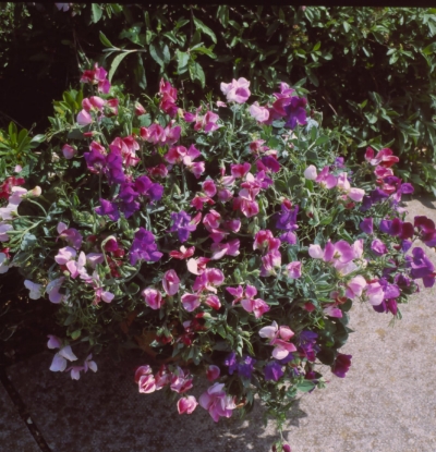 Picture of Sweet Pea Dwarf - Cupid Mix